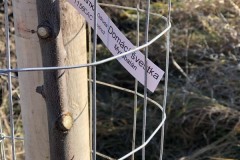 MY-TREES-sazeni-Beloky-00148