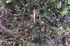 MY-TREES-sazeni-Beloky-00150