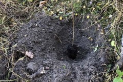 MY-TREES-sazeni-Beloky-00152