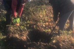 MY-TREES-sazeni-Beloky-00165