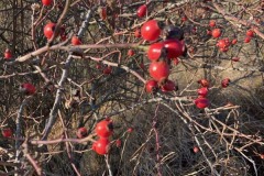 MY-TREES-sazeni-Beloky-00189