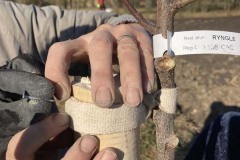 MY-TREES-sazeni-Beloky-00212