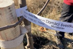 MY-TREES-sazeni-Beloky-00215