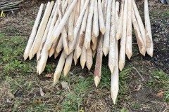 MY-TREES-sazeni-Neurazy-00165