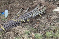 MY-TREES-sazeni-Neurazy-00167