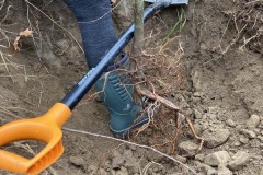 MY-TREES-sazeni-Neurazy-00177