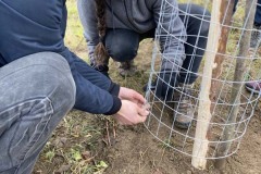 MY-TREES-sazeni-Neurazy-00186