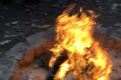 MY-TREES-sazeni-Senice-na-hane-00163