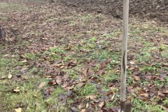 MY-TREES-sazeni-Senice-na-hane-00180