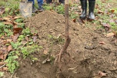 MY-TREES-sazeni-Senice-na-hane-00182