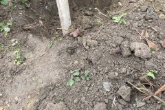 MY-TREES-sazeni-Senice-na-hane-00189