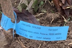 MY-TREES-sazeni-Senice-na-hane-00194