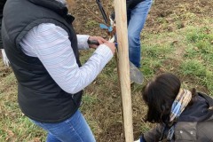 MY-TREES-sazeni-Senice-na-hane-00203