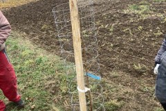 MY-TREES-sazeni-Senice-na-hane-00204