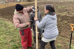 MY-TREES-sazeni-Senice-na-hane-00205