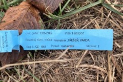 MY-TREES-sazeni-Senice-na-hane-00206