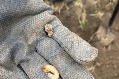 MY-TREES-sazeni-Senice-na-hane-00217