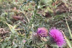 MY-TREES-sazeni-Senice-na-hane-00221