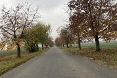 MY-TREES-sazeni-Senice-na-hane-00226