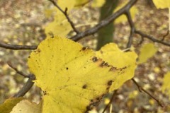 MY-TREES-sazeni-Senice-na-hane-00233