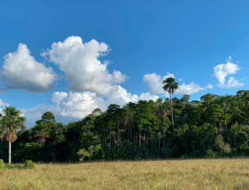 Chráníme nativní les Chaparralito v El Morichalu ve Vichadě (Kolumbie)