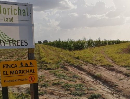 MY TREES GLOBAL: Filling Out The Farm