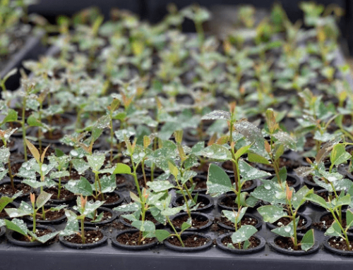 Už zase sázíme, letos dáme v Kolumbii 33 325 nových stromů