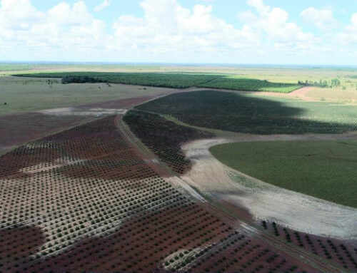 ‌Zelený příběh splněných snů MYTREES